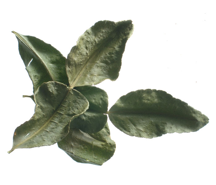 kaffir leaf